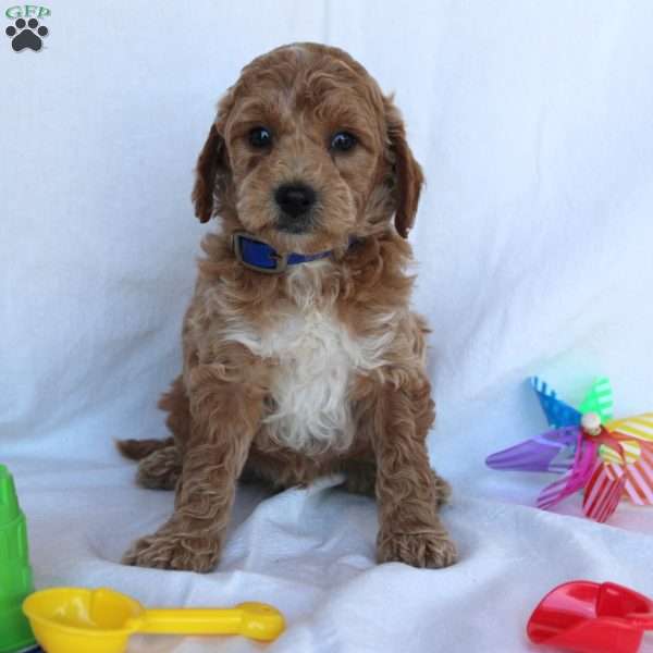 Chad, Mini Goldendoodle Puppy